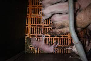 Farrowing crates at Wasleys Piggery SA - Australian pig farming - Captured at Wasleys Piggery, Pinkerton Plains SA Australia.