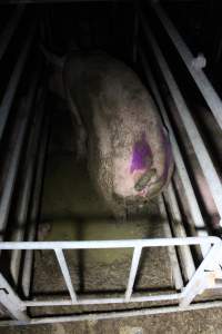 Sows in sow stalls living in thick excrement - Australian pig farming - Captured at Deni Piggery, Deniliquin NSW Australia.