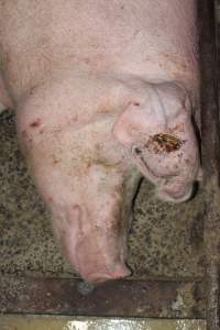 Bloody ear tag - Australian pig farming - Captured at Bungowannah Piggery, Bungowannah NSW Australia.