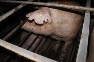 Sow stalls at Bungowannah Piggery NSW - Australian pig farming - Captured at Bungowannah Piggery, Bungowannah NSW Australia.