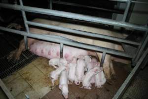 Farrowing crates at Girgarre Piggery VIC - Australian pig farming - Captured at Girgarre Piggery, Girgarre VIC Australia.