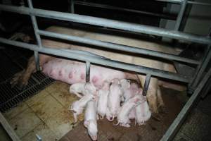 Farrowing crates at Girgarre Piggery VIC - Australian pig farming - Captured at Girgarre Piggery, Kyabram VIC Australia.