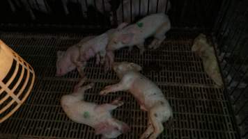 Dead and sick weaner piglets - Australian pig farming - Captured at Yelmah Piggery, Magdala SA Australia.