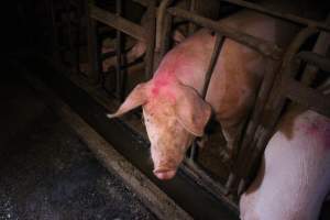 Sow stalls at Korunye Park Piggery SA - Australian pig farming - Captured at Korunye Park Piggery, Korunye SA Australia.