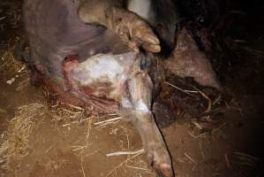 Dead sow outside cut open - Stiff and bloated, in pools of blood - Captured at Yelmah Piggery, Magdala SA Australia.