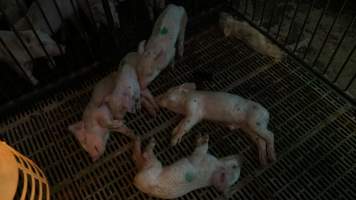 Dead and sick weaner piglets - Australian pig farming - Captured at Yelmah Piggery, Magdala SA Australia.