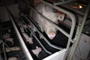 Farrowing crates at Sheaoak Piggery SA - Australian pig farming - Captured at Sheaoak Piggery, Shea-Oak Log SA Australia.