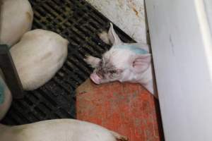 Piglet with facial injury - Australian pig farming - Captured at Mindarra Piggery (module 1), Boonanarring WA Australia.