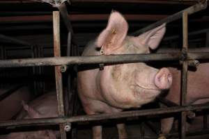 Sow stalls at Finniss Park Piggery SA - Australian pig farming - Captured at Finniss Park Piggery, Mannum SA Australia.