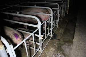 Sows in sow stalls living in thick excrement - Australian pig farming - Captured at Deni Piggery, Deniliquin NSW Australia.