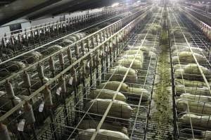 Wide view of huge sow stall shed from above - Australian pig farming - Captured at Grong Grong Piggery, Grong Grong NSW Australia.