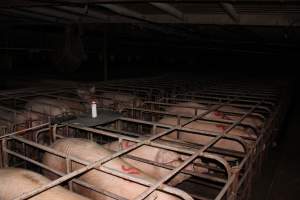 Sow stalls at Bungowannah Piggery NSW - Australian pig farming - Captured at Bungowannah Piggery, Bungowannah NSW Australia.