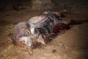 Dead sow outside cut open - Stiff and bloated, in pools of blood - Captured at Yelmah Piggery, Magdala SA Australia.