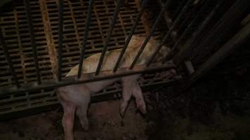 Dead weaner piglet - Australian pig farming - Captured at Yelmah Piggery, Magdala SA Australia.