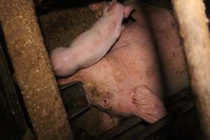 Farrowing crates at Korunye Park Piggery SA - Australian pig farming - Captured at Korunye Park Piggery, Korunye SA Australia.