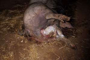 Dead sow outside cut open - Stiff and bloated, in pools of blood - Captured at Yelmah Piggery, Magdala SA Australia.