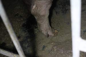 Sows in sow stalls living in thick excrement - Australian pig farming - Captured at Deni Piggery, Deniliquin NSW Australia.