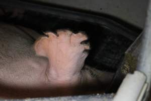 Farrowing crates at Sheaoak Piggery SA - Australian pig farming - Captured at Sheaoak Piggery, Shea-Oak Log SA Australia.