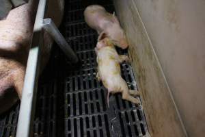 Farrowing crates at Sheaoak Piggery SA - Australian pig farming - Captured at Sheaoak Piggery, Shea-Oak Log SA Australia.