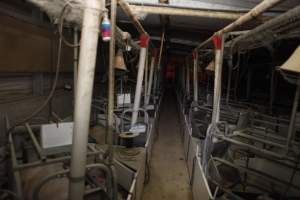 Looking down aisle of farrowing shed - Australian pig farming - Captured at Mindarra Piggery (module 1), Boonanarring WA Australia.