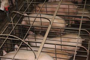 Sow stalls from above - Australian pig farming - Captured at Grong Grong Piggery, Grong Grong NSW Australia.