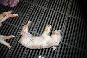 Stillborn piglets - Australian pig farming - Captured at Girgarre Piggery, Girgarre VIC Australia.