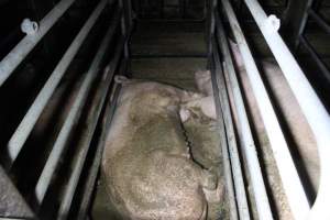 Sows in sow stalls living in thick excrement - Australian pig farming - Captured at Deni Piggery, Deniliquin NSW Australia.