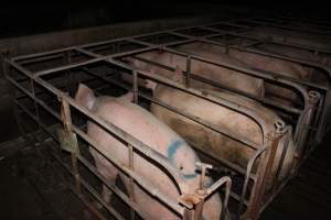 Sow stalls at Bungowannah Piggery NSW - Australian pig farming - Captured at Bungowannah Piggery, Bungowannah NSW Australia.