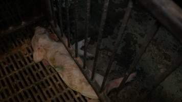 Dead weaner piglet - Australian pig farming - Captured at Yelmah Piggery, Magdala SA Australia.