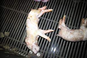 Stillborn piglets - Australian pig farming - Captured at Girgarre Piggery, Girgarre VIC Australia.