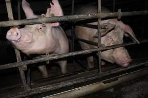 Sow stalls at Finniss Park Piggery SA - Australian pig farming - Captured at Finniss Park Piggery, Mannum SA Australia.