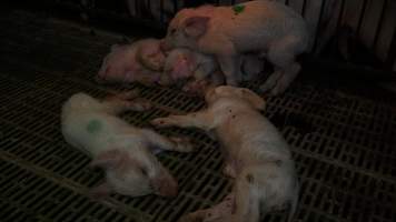 Dead and sick weaner piglets - Australian pig farming - Captured at Yelmah Piggery, Magdala SA Australia.