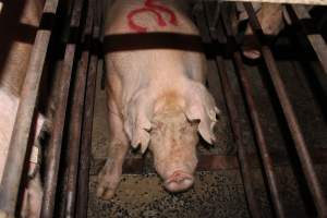 Sow stalls at Bungowannah Piggery NSW - Australian pig farming - Captured at Bungowannah Piggery, Bungowannah NSW Australia.