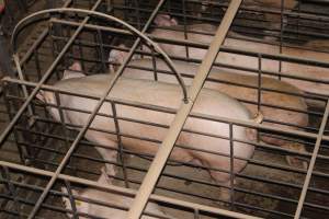 Sow stalls from above - Australian pig farming - Captured at Grong Grong Piggery, Grong Grong NSW Australia.