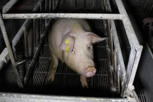 Farrowing crates at Huntly Piggery NSW - Australian pig farming - Captured at Huntly Piggery, Huntly North VIC Australia.