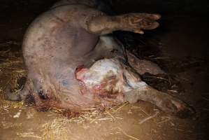 Dead sow outside cut open - Stiff and bloated, in pools of blood - Captured at Yelmah Piggery, Magdala SA Australia.