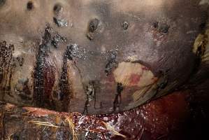 Dead sow outside cut open - Stiff and bloated, in pools of blood - Captured at Yelmah Piggery, Magdala SA Australia.