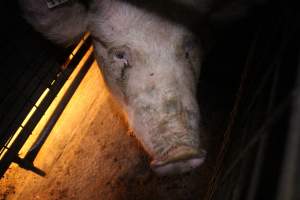 Farrowing crates at Willawa Piggery NSW - Australian pig farming - Captured at Willawa Piggery, Grong Grong NSW Australia.