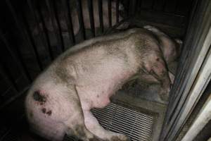 Boar with large wound - Australian pig farming - Captured at Deni Piggery, Deniliquin NSW Australia.