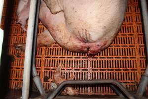 Farrowing crates at Wasleys Piggery SA - Australian pig farming - Captured at Wasleys Piggery, Pinkerton Plains SA Australia.