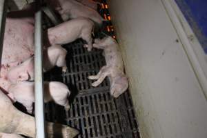 Farrowing crates at Sheaoak Piggery SA - Australian pig farming - Captured at Sheaoak Piggery, Shea-Oak Log SA Australia.