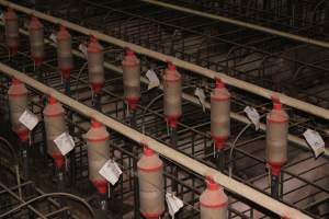 Sow stalls from above - Australian pig farming - Captured at Grong Grong Piggery, Grong Grong NSW Australia.