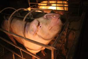 Farrowing crates at Korunye Park Piggery SA - Australian pig farming - Captured at Korunye Park Piggery, Korunye SA Australia.