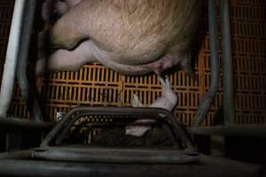 Farrowing crates at Wasleys Piggery SA - Australian pig farming - Captured at Wasleys Piggery, Pinkerton Plains SA Australia.