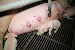 Scratches or cuts - Australian pig farming - Captured at Girgarre Piggery, Girgarre VIC Australia.