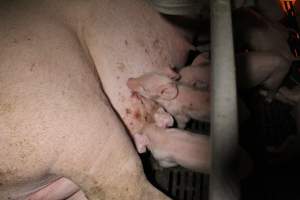 Farrowing crates at Sheaoak Piggery SA - Australian pig farming - Captured at Sheaoak Piggery, Shea-Oak Log SA Australia.