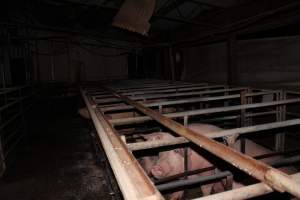 Sow stalls at Finniss Park Piggery SA - Australian pig farming - Captured at Finniss Park Piggery, Mannum SA Australia.