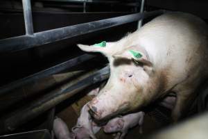 Farrowing crates at Girgarre Piggery VIC - Australian pig farming - Captured at Girgarre Piggery, Girgarre VIC Australia.