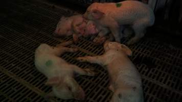 Dead and sick weaner piglets - Australian pig farming - Captured at Yelmah Piggery, Magdala SA Australia.