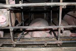 Sow stalls at Finniss Park Piggery SA - Australian pig farming - Captured at Finniss Park Piggery, Mannum SA Australia.